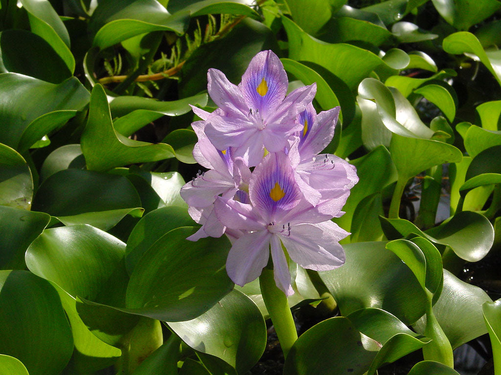 Water Plants Set - 3 Medium Water Hyacinth & 3 Water Lettuce - Floating Live Aquatic Plants for Ponds (Eichhornia crassipes, Pistia stratiotes)
