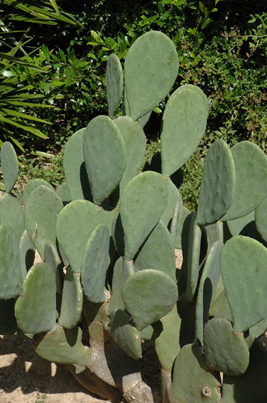 where to buy spineless prickly pear cactus Spineless Prickly Pear Cactus – Edible Opuntia, for Growing Pads & Fru – Jayme Garden