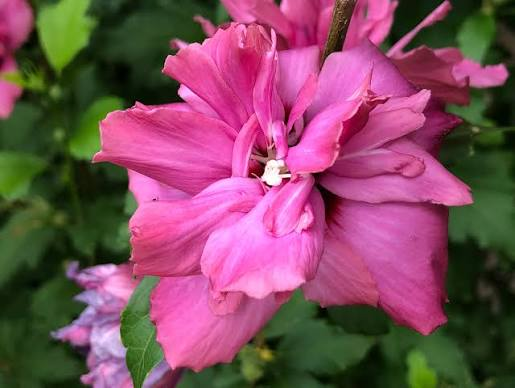 Lucy Rose of Sharon 1 Live Shrub, 3 Gallon – Hibiscus syriacus ‘Lucy’