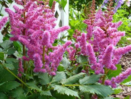 Little Vision in Purple Astilbe 1 Live Flowering Perennial, 1 Gallon Pot – Astilbe chinensis ‘Little Vision in Purple’