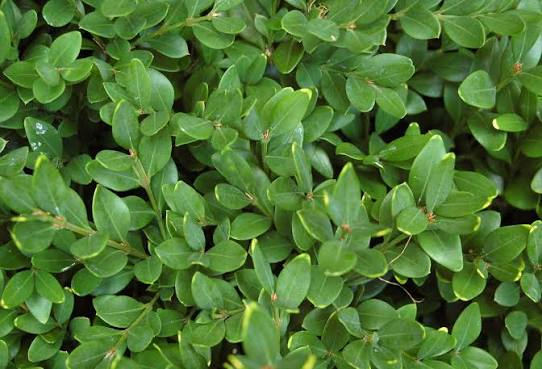 Green Velvet Boxwood 12 Inch Live Plant – Buxus ‘Green Velvet’ – 3 Gallon Pot