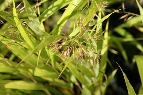 All Gold Japanese Forest Grass 1 Live Ornamental Grass, 1 Gallon Pot – Hakonechloa macra ‘All Gold’