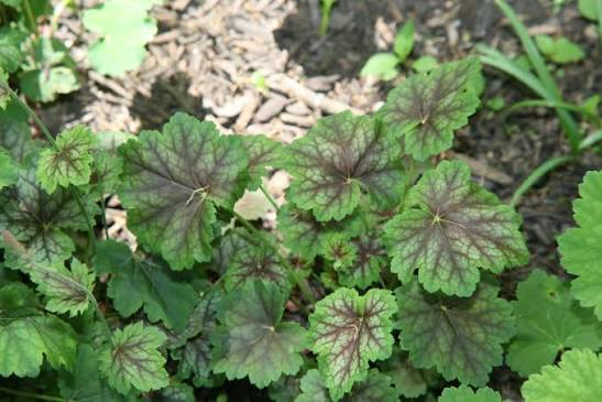 Dale’s Strain Coral Bells 1 Live Plant – Heuchera americana ‘Dale’s Strain’ – 1 Gallon Pot
