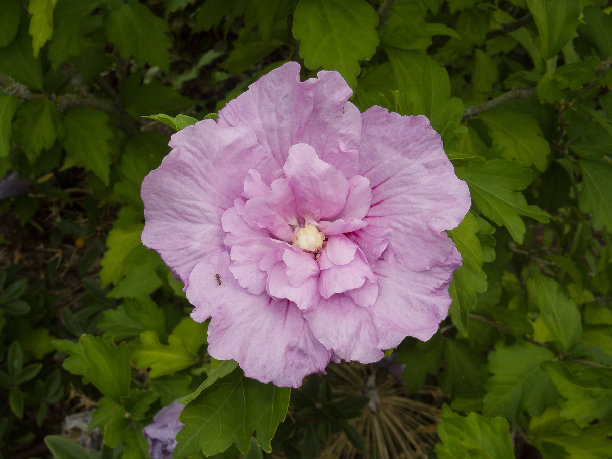 Lavender Chiffon Rose of Sharon 1 Live Patio Tree, 3 Gallon – Hibiscus syriacus ‘Lavender Chiffon’