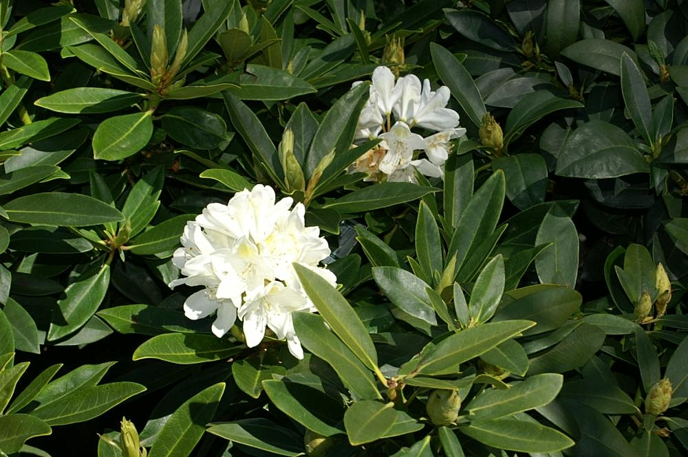 Chionoides Rhododendron 1 Live Plant – Rhododendron ‘Chionoides’ – 3 Gallon Pot – 15″