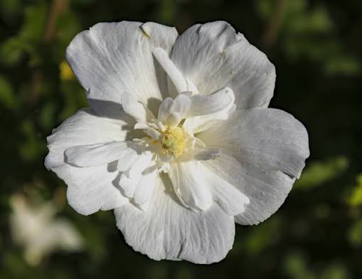 White Chiffon Rose of Sharon 1 Live Shrub, 3 Gallon – Hibiscus syriacus ‘White Chiffon’
