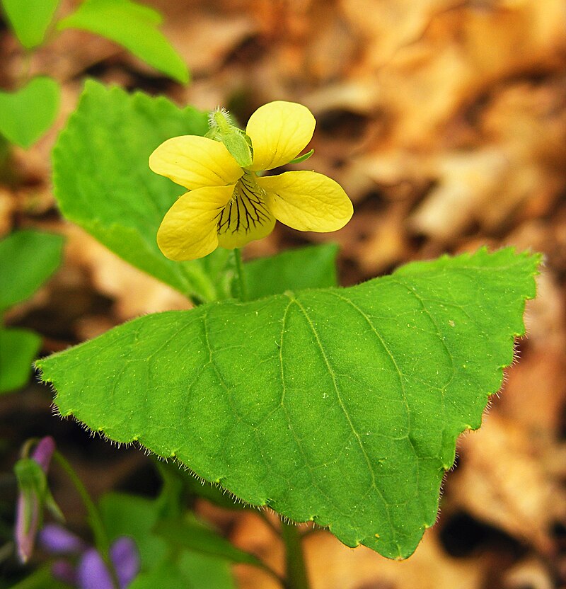 5 Yellow Violet Plants (Viola rotundifolia) | Bare-Root Woodland Wildflower | Early Spring Bloomer | Native Shade Perennial