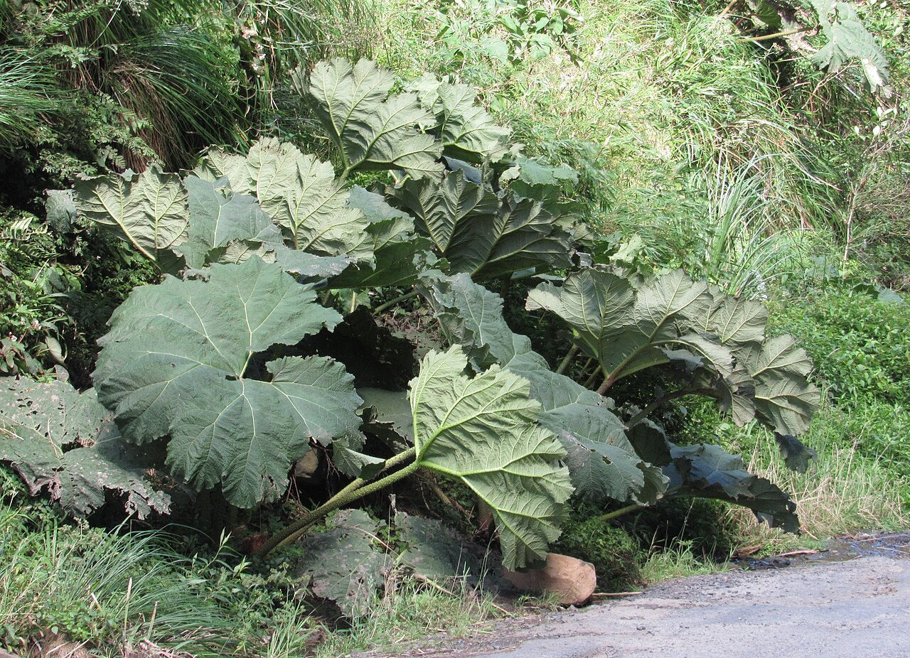 Gunnera tinctoria Giant Rhubarb Seeds (100 Pack) | Massive Foliage Plant for Water Gardens, Bog Zones & Tropical Landscaping