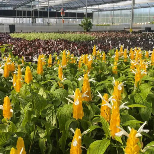 2 Yellow Shrimp Plants Live | Pachystachys Lutea Bareroot Plugs | Golden Candle 5β7" Tall | Tropical Flowering Plant Starter