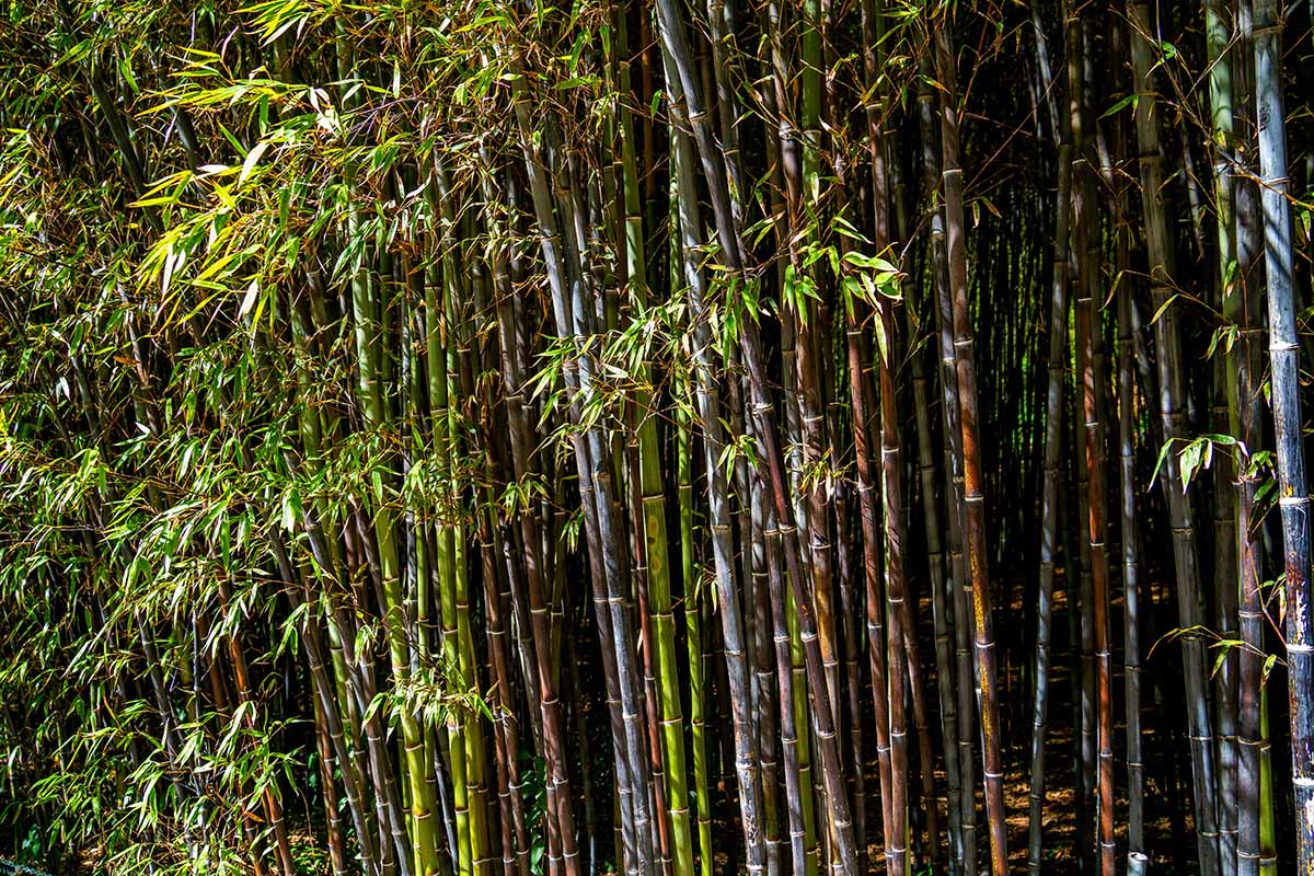 Black Bamboo Rhizomes ā Phyllostachys nigra, Bare Root, Fast-Growing, Rare Black Canes, Cold Hardy Bamboo for Landscaping & Privacy