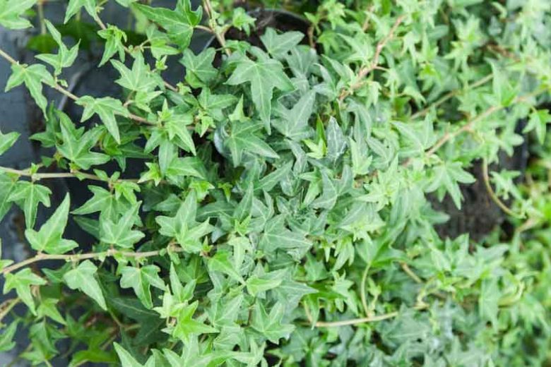 Live Needlepoint Ivy Plant β Hedera helix in 1 Pint Pot, Hardy Evergreen Climber or Ground Cover, Shade Tolerant, Easy Care