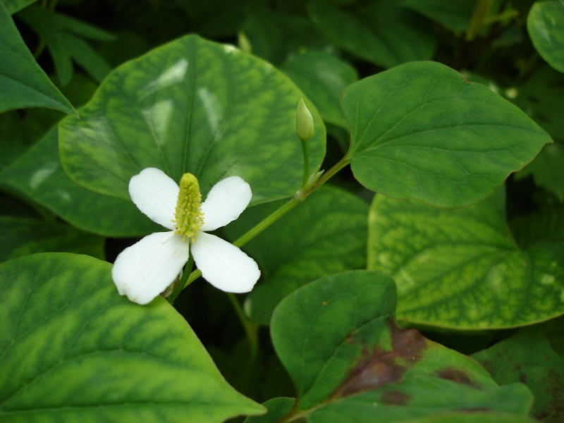 elfbar elfa master akku Amazon.com: legendary-yes 10 Fish Mint Houttuynia Cordata Asian Herbs Live  Starter Plants (Diep Ca) : Patio, Lawn & Garden