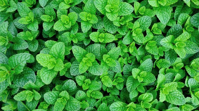 6 Hydroponic Peppermint Rooted Cuttings | Mentha Ć piperita | Live Herb Plants for Tea, Cooking, Aromatherapy, Indoor Garden