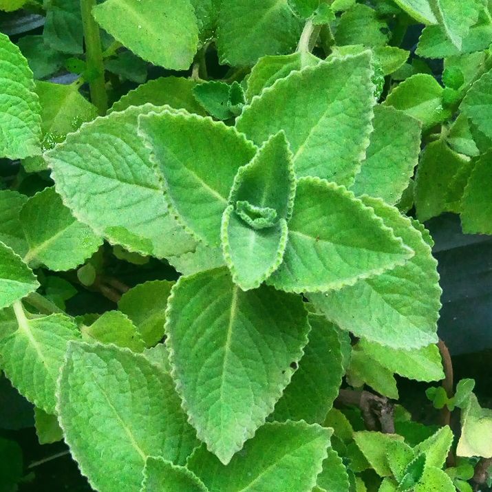 2 Live Mexican Mint Plants (Plectranthus amboinicus) Bareroot | Cuban Oregano, Indian Borage, Aromatic Medicinal Herb
