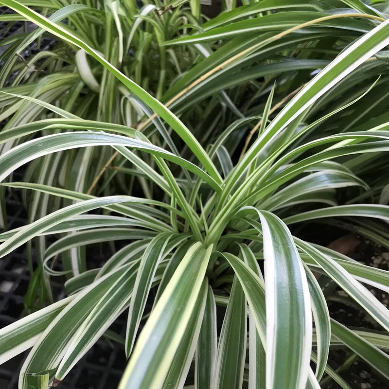 2 Spider Plant Cuttings – Reverse Variegated Chlorophytum comosum – Live Houseplant Stems for Hanging Baskets, Pots & Indoor Décor