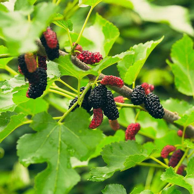 Illinois Everbearing Mulberry Live Plant | 1 Starter Tree | Fast Fruit Producer | Sweet Berries | Hardy & Drought-Tolerant | USDA Zones 4β9