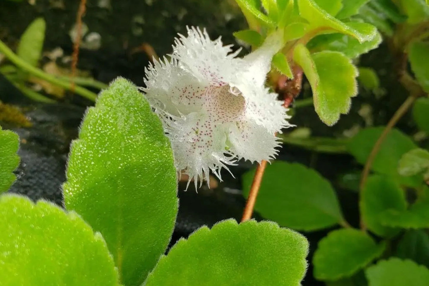 Alsobia dianthiflora Starter Plant in 1" Pot - Trailing Plant with Lacy White Blooms - African Violet Relative