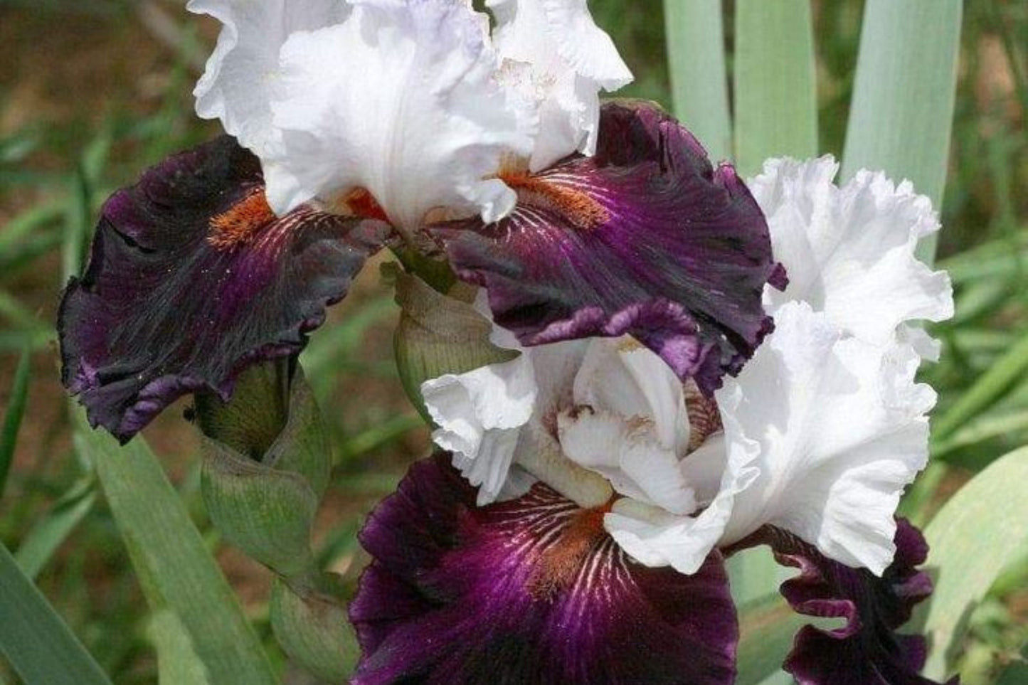 Bearded Iris Mixed 3 Plants - Colorful Rhizomes Bareroot - Iris germanica