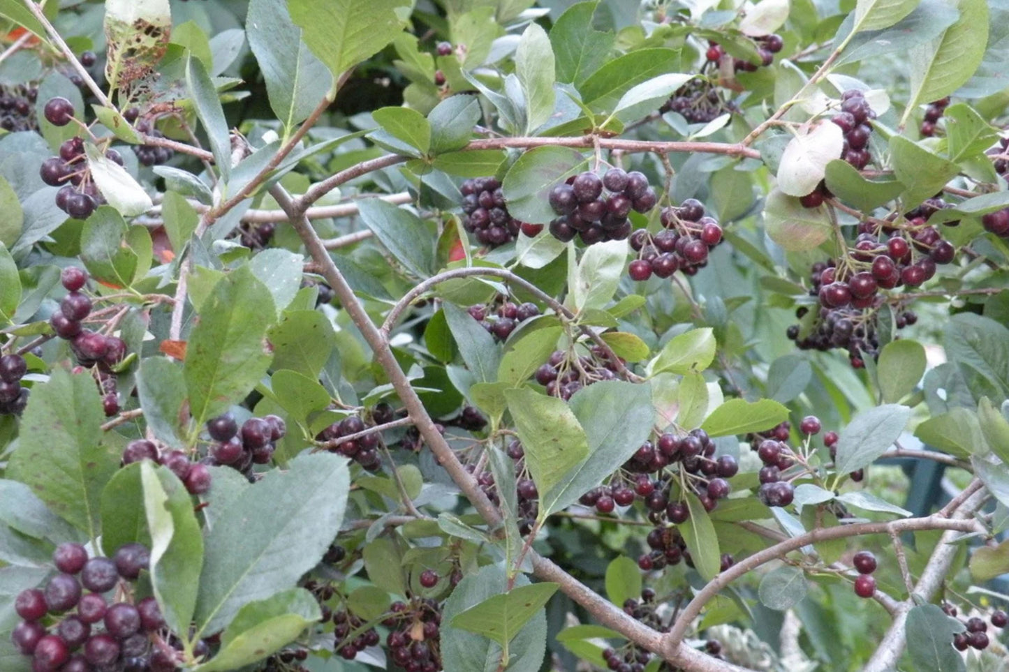 Aronia Tree Seedling 12-18" Black Chokeberry Aronia melanocarpa Bareroot Native to Eastern US
