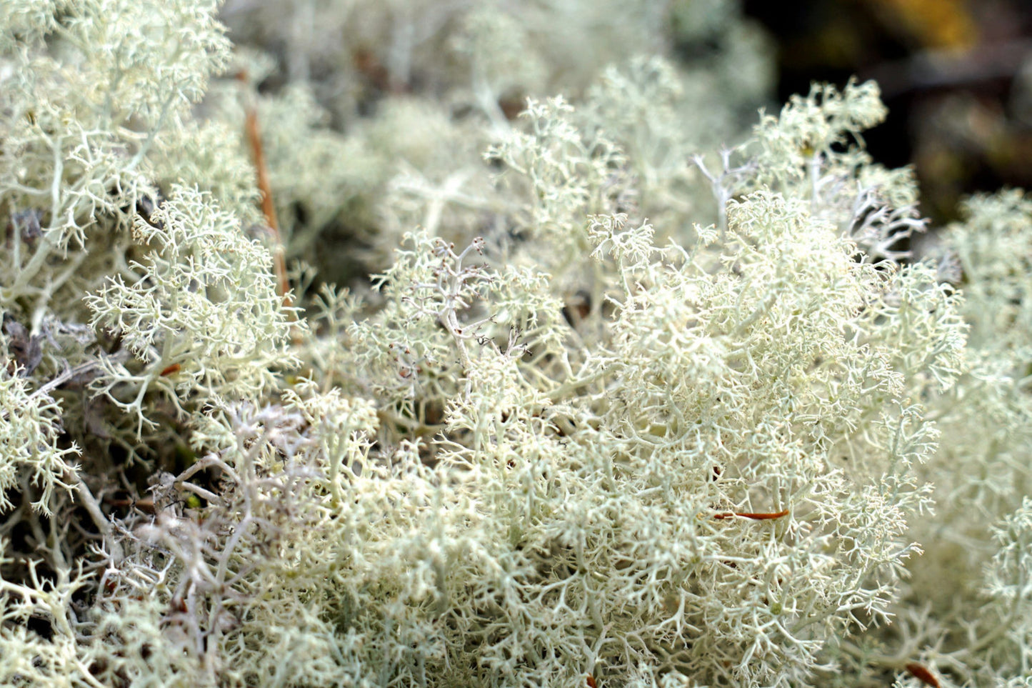 Lichen Bulk Box - 14"x7.5"x5" - Reindeer Moss & Similar - Natural Dried Lichen for Crafts, Decor, and Terrariums