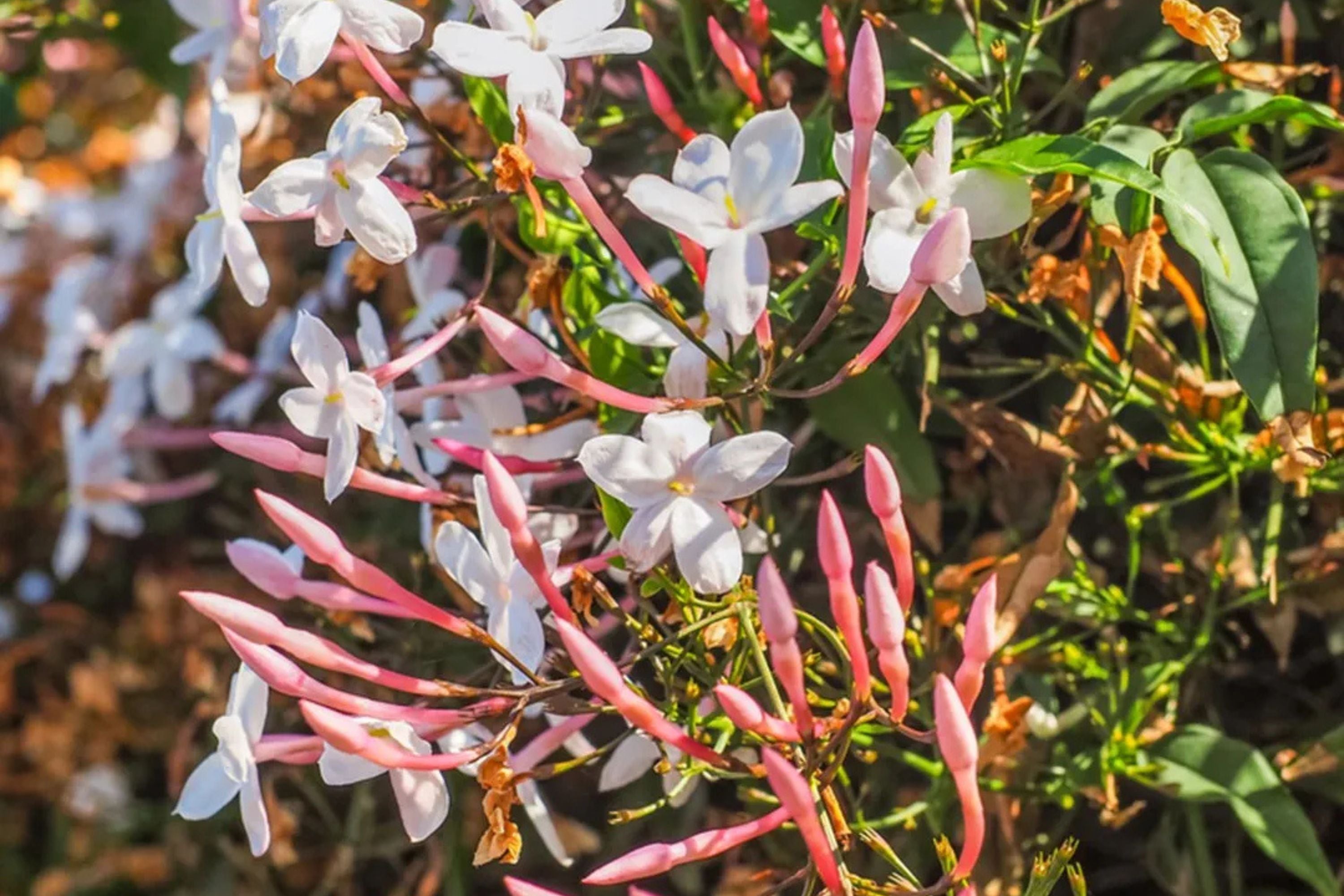 pink jasmine plant Pink Jasmine Plant - 3 Gal Pot - Jasminum polyanthum