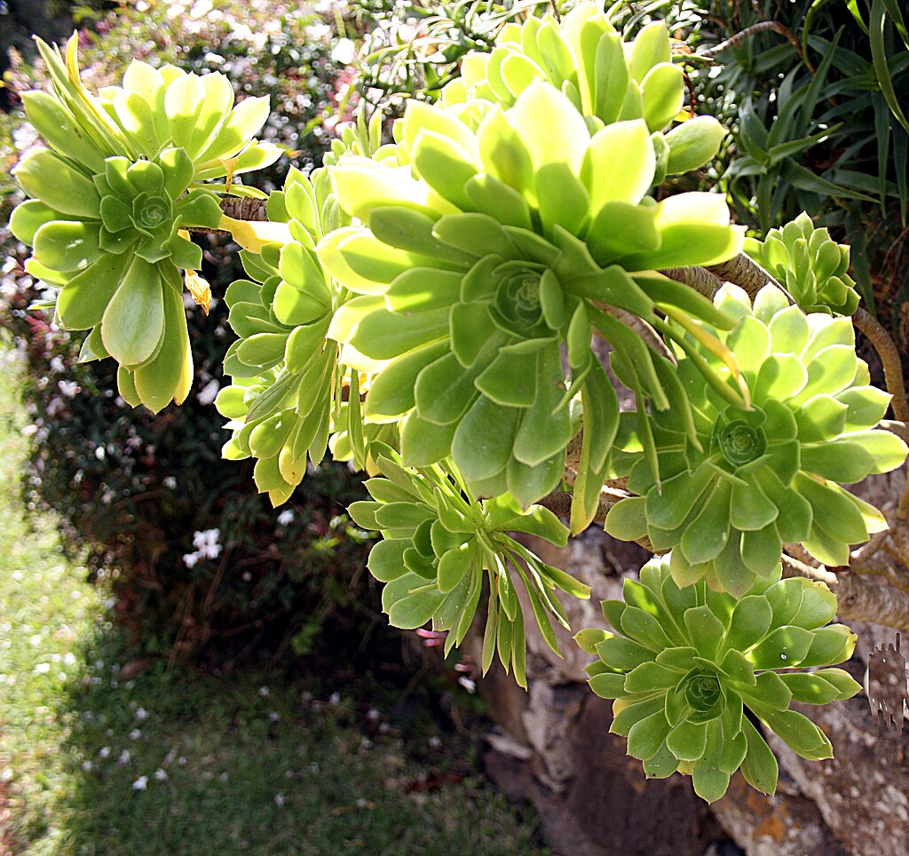 Aeonium Arboreum Cuttings - 2 Fresh Succulent Stems | Irish Rose Plant | Easy to Root | Rare Indoor Outdoor Live Succulent