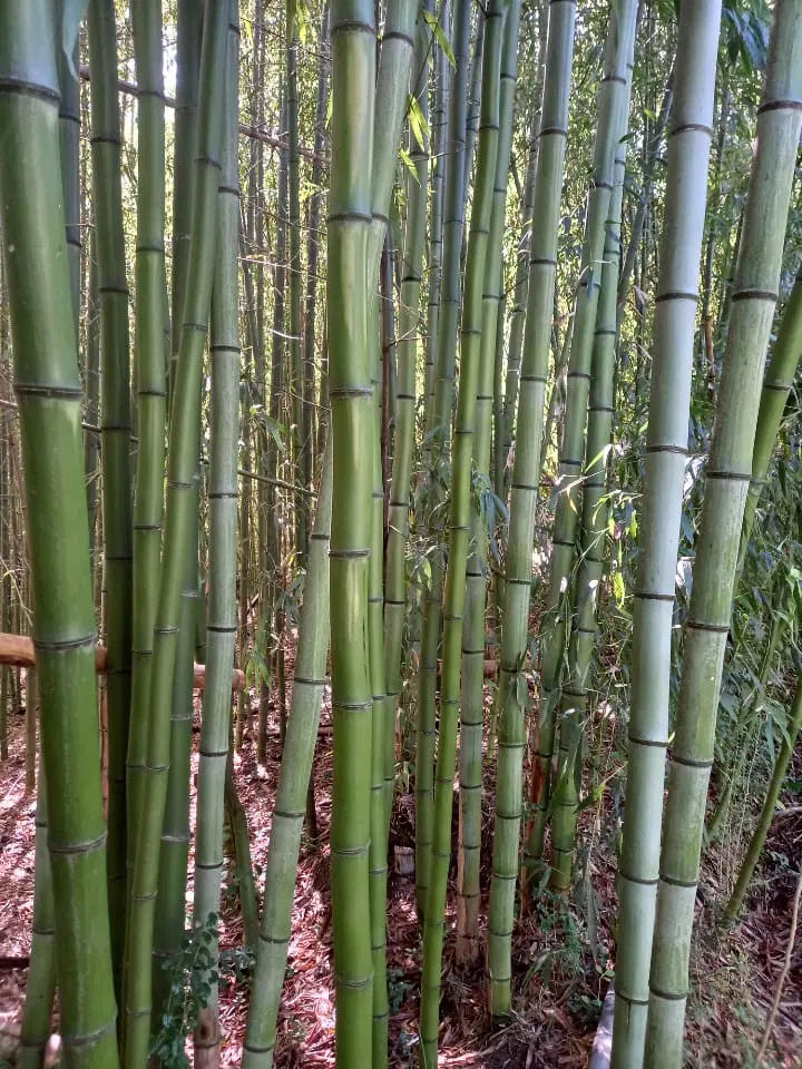 bamboo stick plant Madake Bamboo Rhizomes – Phyllostachys bambusoides, Fast-Growing Giant –  Jayme Garden