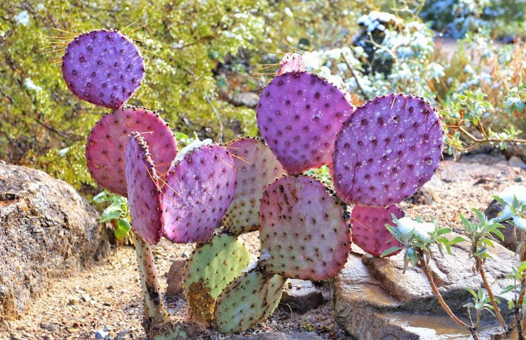 prickly pear cactus pad Santa Rita Purple Prickly Pear Cactus Pad | Opuntia Violacea
