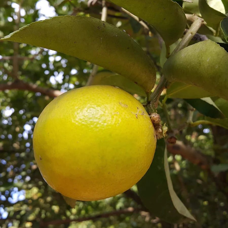 Palestine Sweet Lemon Cuttings (Citrus limetta) 6β8 Inch Unrooted β For Rooting or Grafting, Mild & Sweet Organic Citrus