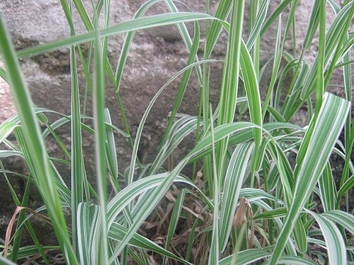Live Variegated Ribbon Grass β Phalaris arundinacea Bare Root, Ornamental Grass, Hardy Perennial, Ground Cover, Pond Edge Plant