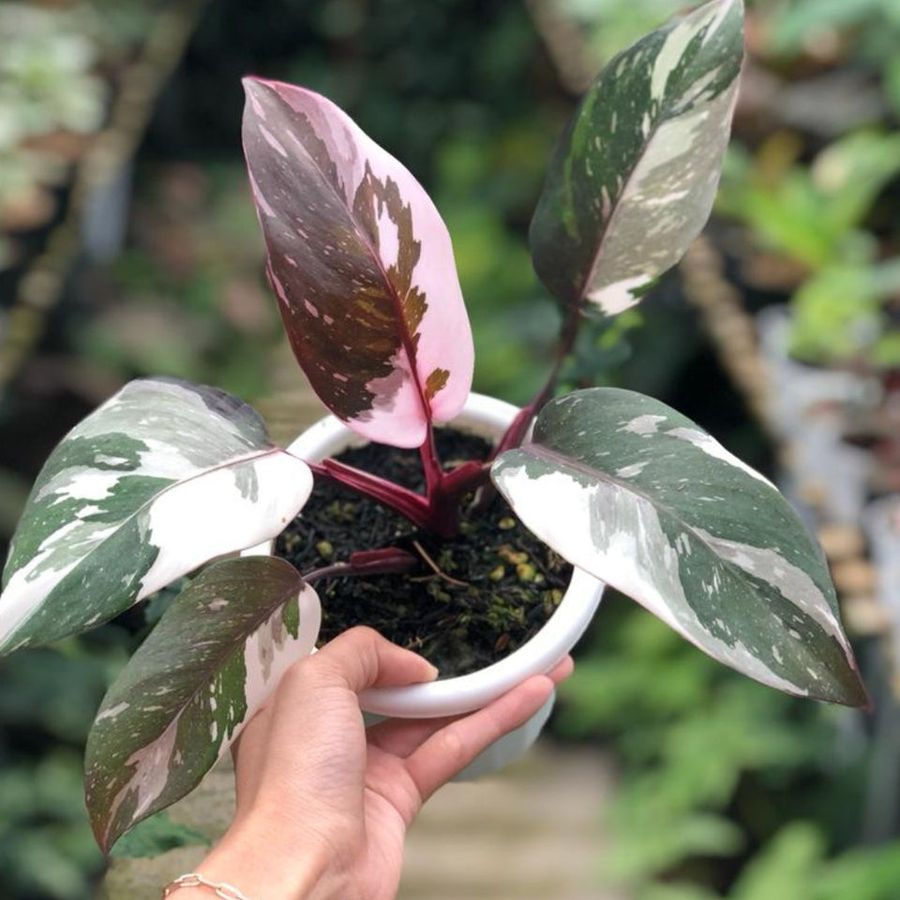 Philodendron 'Red Anderson Princess' Live Plant 3–5