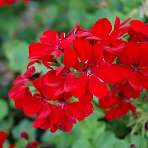 3 Rose Red Ivy Geranium Cuttings | Pelargonium peltatum | 6" Unrooted Live Stems | Trailing Starter for Hanging Baskets & Garden Pots
