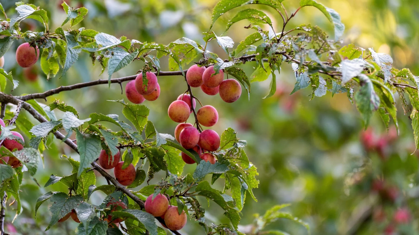 3 Plum Tree Cuttings 6" Unrooted | Fresh Hardwood Scions for Grafting or Rooting | Fruit Tree Starter | Heirloom or Hybrid Variety