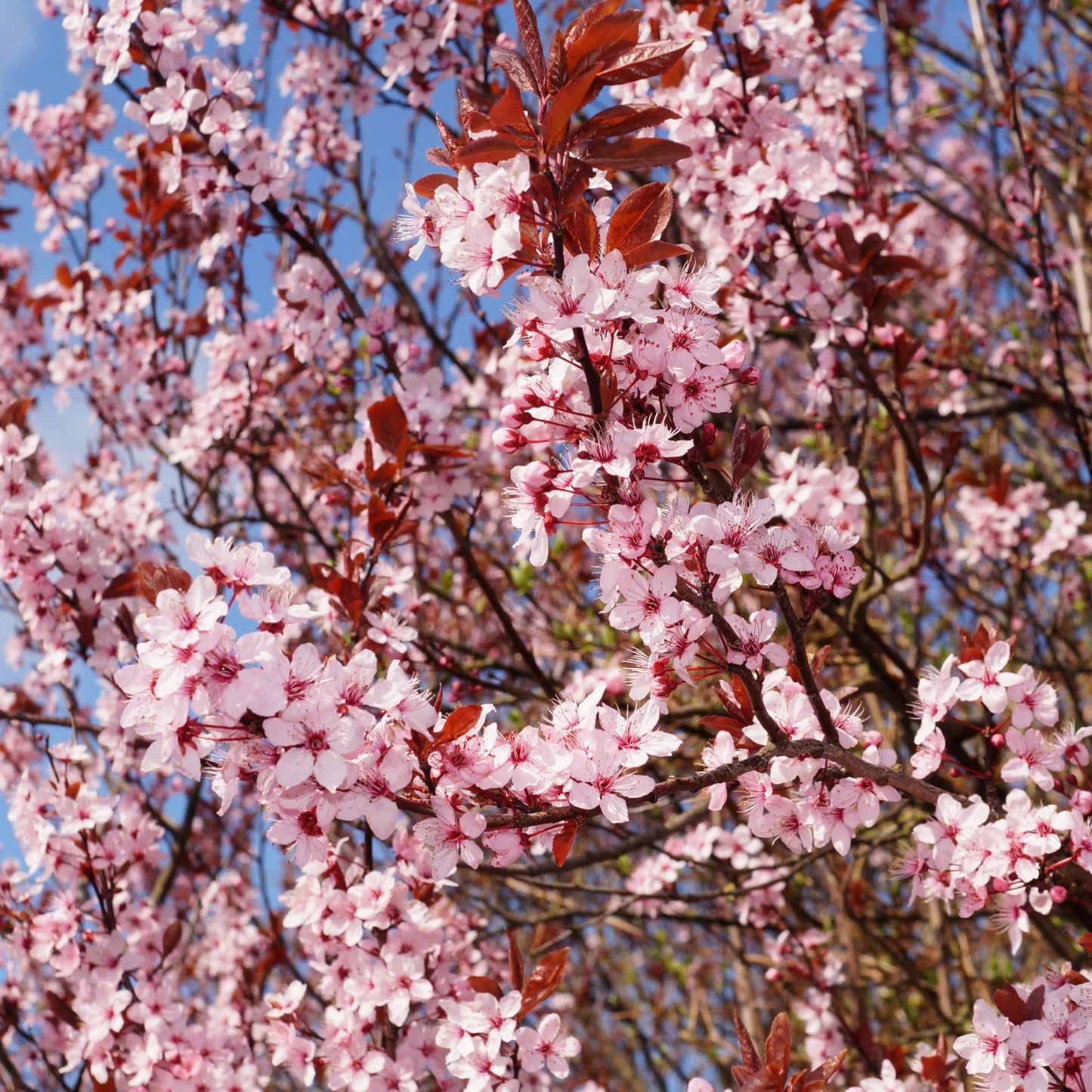 Prunus cerasifera Cuttings, 3 Unrooted 6" Stems, Deciduous Fruit Tree, Purple Leaves, USDA Zones 4-9
