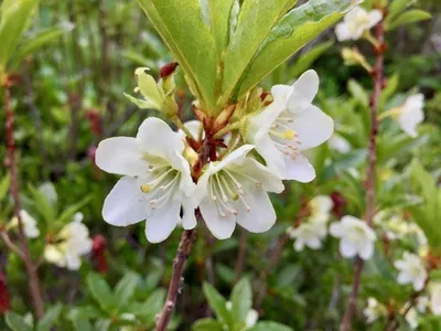 Cascade Azalea 1 Live Plant – Azalea × ‘Cascade’ – 1 Gallon Pot