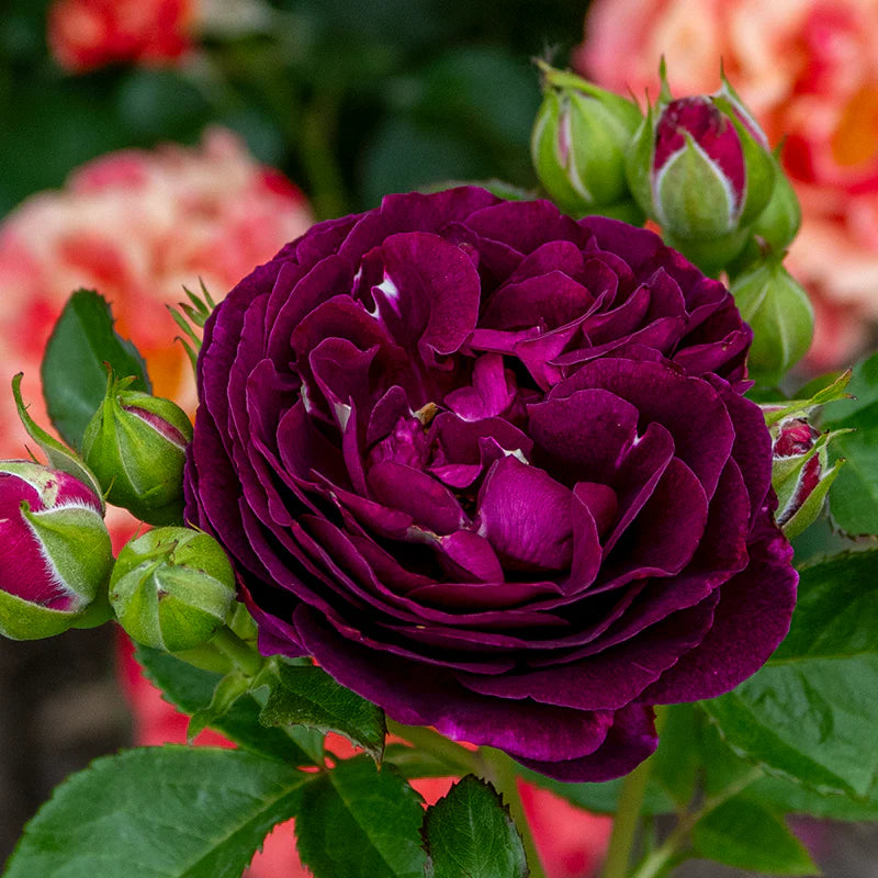 Super Rare Twilight Zone Rose Cuttings (3 Unrooted) – Rosa ‘Twilight Zone’ Deep Purple Rose for Rooting & Grafting