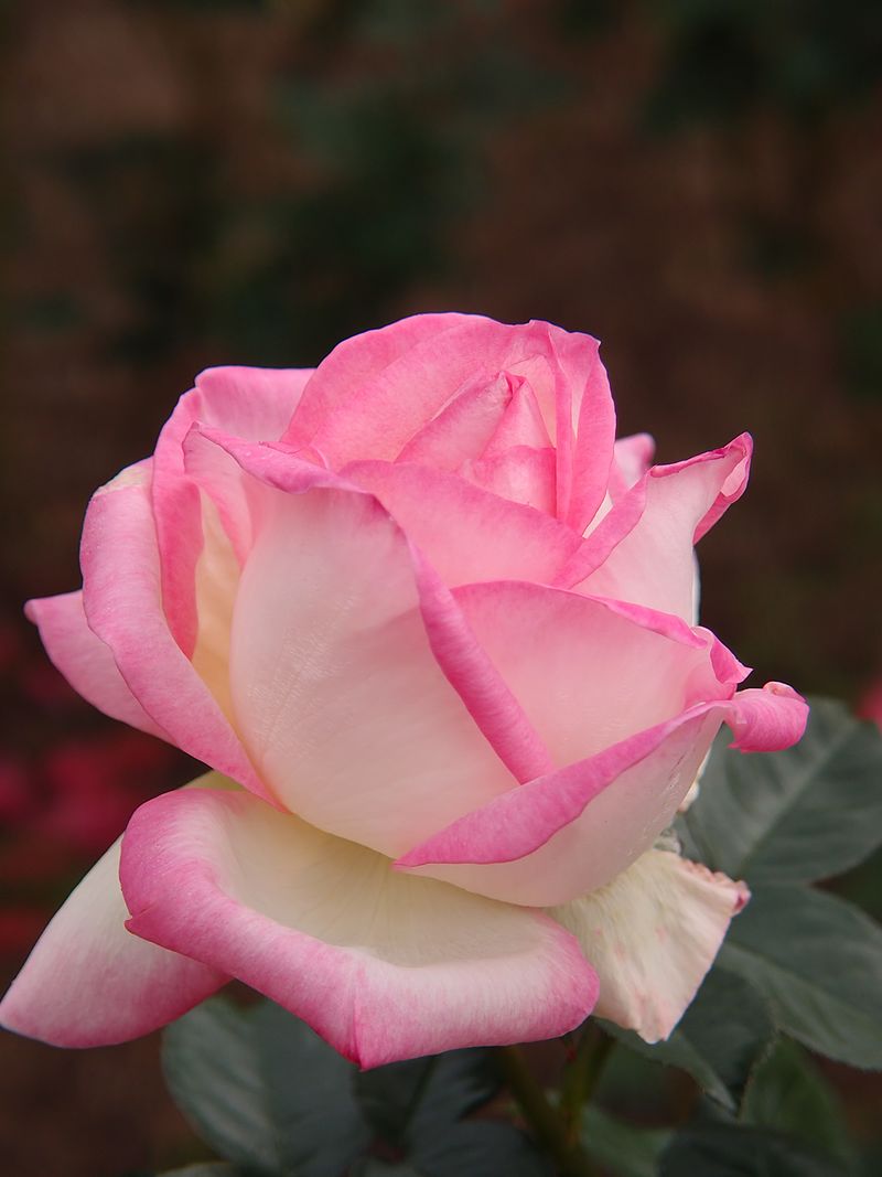 1 Grace de Monaco Rose Bush | Live Bare Root Starter Plant | Elegant Hybrid Tea Rose ā Blush-Pink Fragrant Blooms