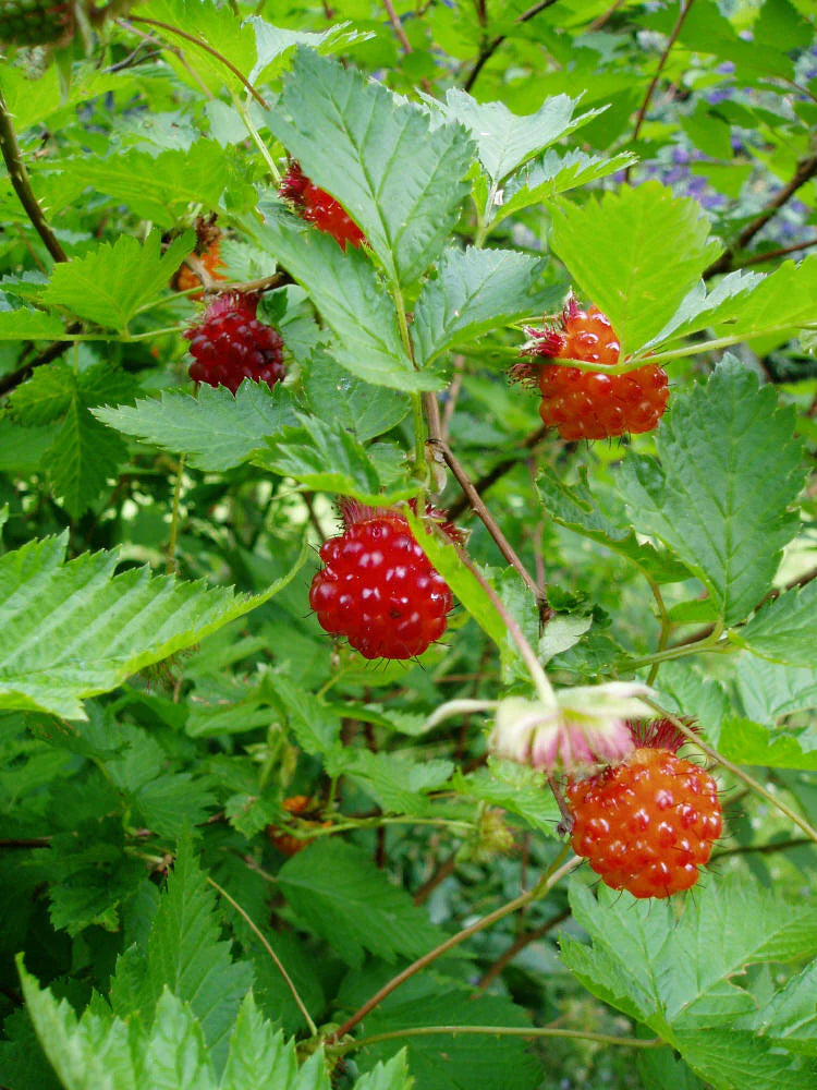 Salmonberry Root Cuttings (Rubus spectabilis), 5 Rhizomes, 4-5" Long, USDA Zones 4-9, Partial Shade