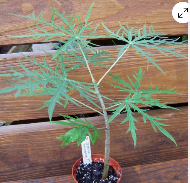 Flowering Coral Tree Live Starter Plants - 2 pc - Jatropha multifida - Tropical, Exotic, Decorative Garden Plants