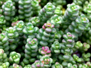 Spreading Stonecrop 1 Live Plant – 4-Inch Pot – Sedum divergens