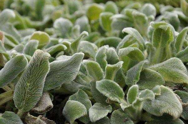 Silver Carpet Lamb’s Ear 1 Live Plant – 4-Inch Pot – Stachys byzantina ‘Silver Carpet’