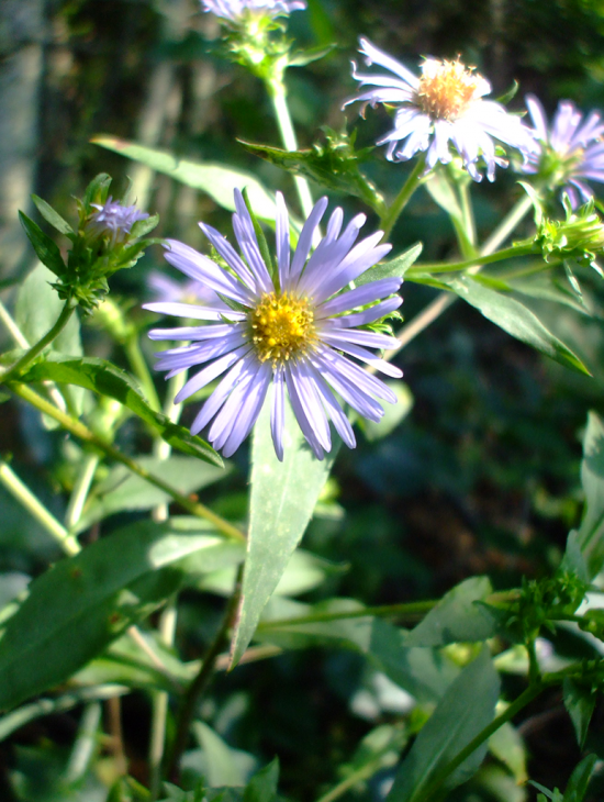 350 Symphyotrichum puniceum Seeds | Swamp Aster | Native Perennial Wildflower for Wetlands, Bees & Butterflies