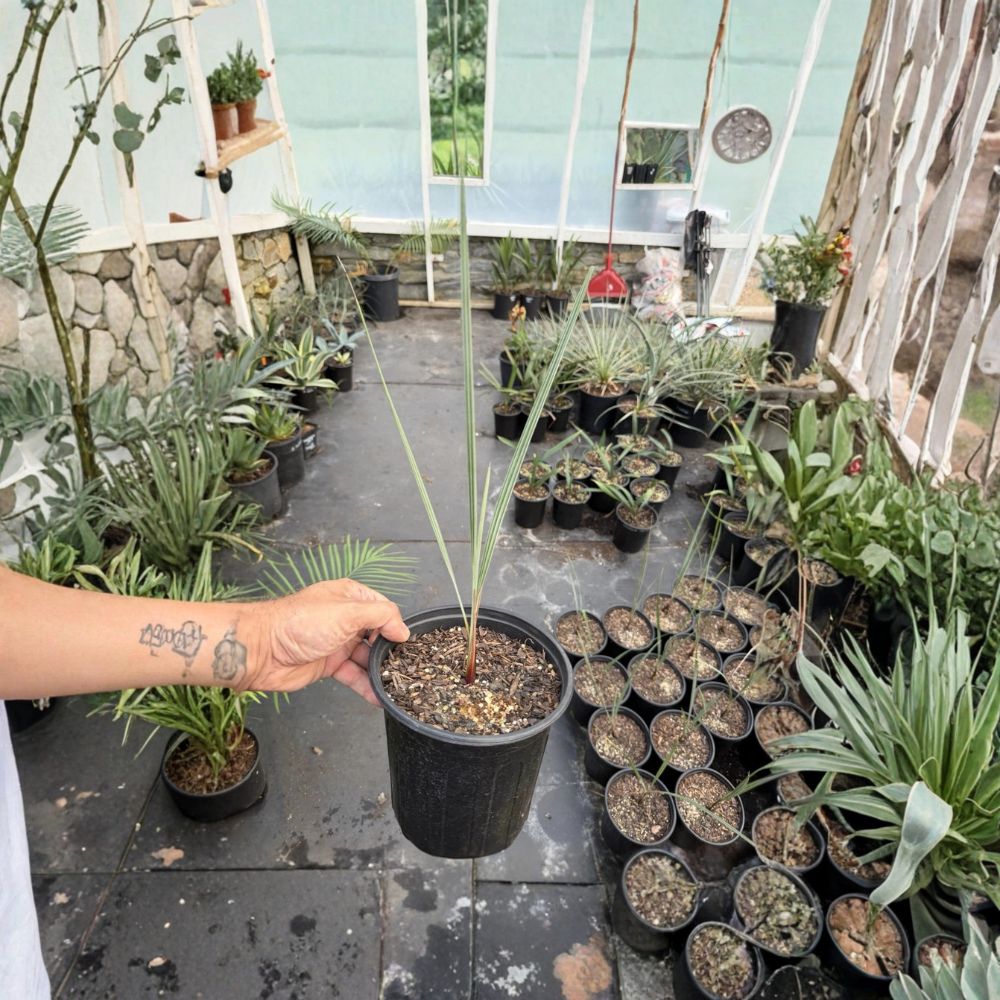 Brahea Armata Blue Hesper Palm Seedling - 10-12 Inches Tall - Unique Blue Leaves - Hardy Palm Variety (Brahea armata)