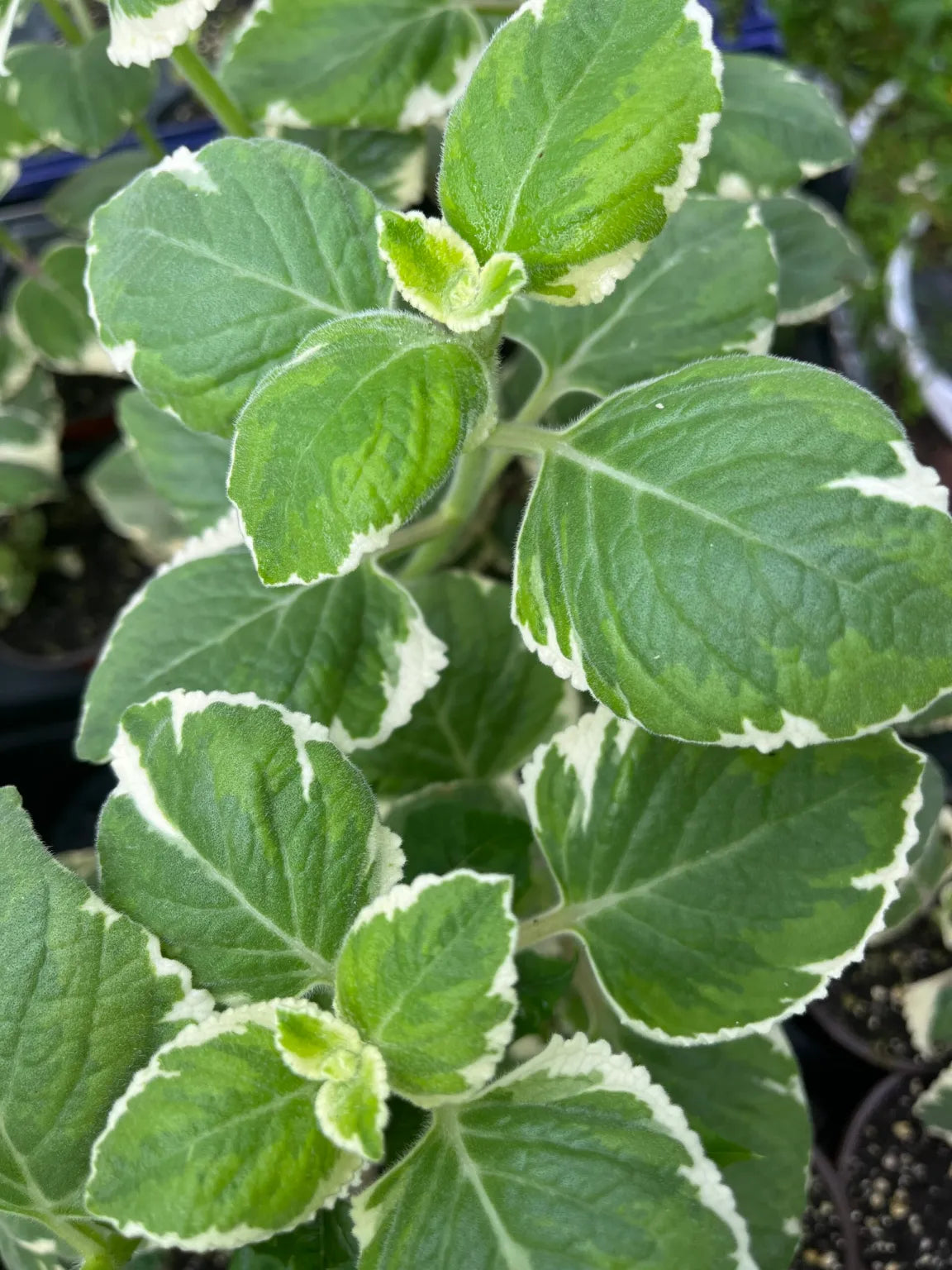 5 Variegated Cuban Oregano Cuttings β Plectranthus amboinicus Herb β Live Unrooted Stems β Aromatic Medicinal Plant β Easy to Grow