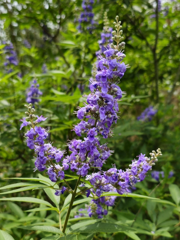 chasteberry plant Vitex Chaste Tree – Live Plant (Vitex agnus-castus) – Lilac Chasteberr –  Jayme Garden