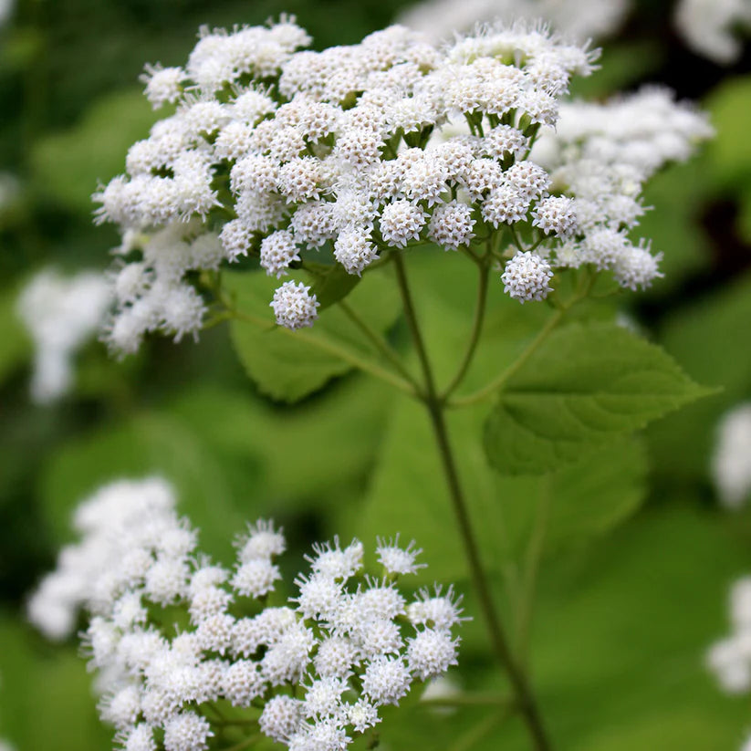 500 Ageratina altissima Seeds | White Snakeroot | Perennial Wildflower for Pollinators, Shade Garden & Native Plant Lovers