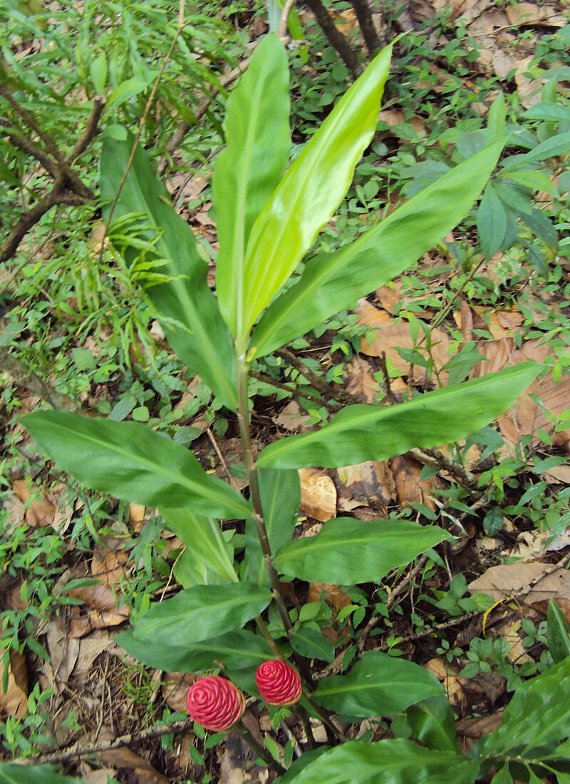 Ginger Shampoo Plant 6β8β Bareroot | Zingiber zerumbet | Awapuhi Root | Tropical Medicinal | Rare Edible Ornamental Ginger