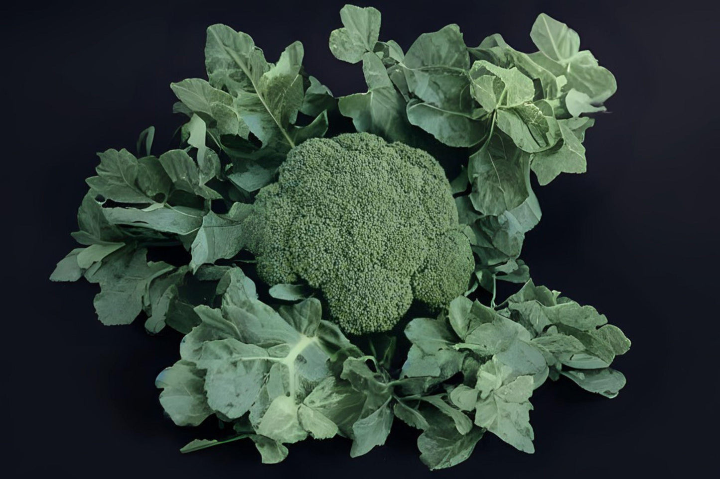 Broccoli Di Cicco Seeds: Italian Heirloom Vegetable - 300 Seeds