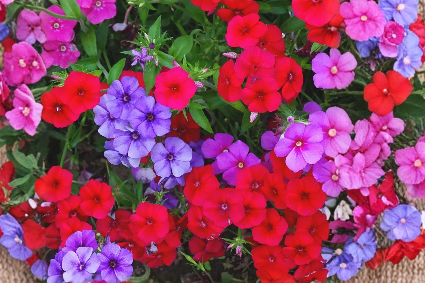 100 Annual Phlox Seeds – Phlox drummondii – Colorful Summer Flower – Pollinator Plant