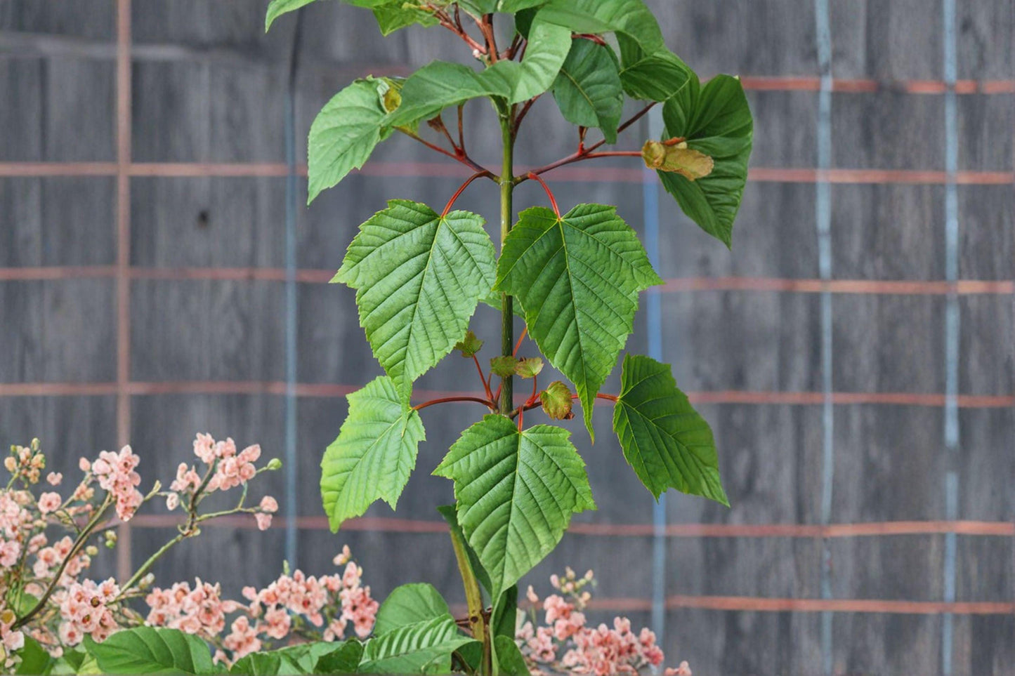 Acer grosseri Seeds: Snakebark Maple Tree, Green Bark (10 Seeds)